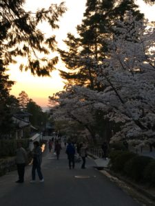 南禅寺の夕焼けと桜
