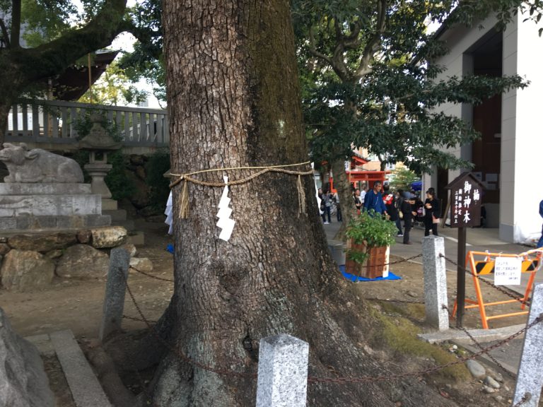 神社の木